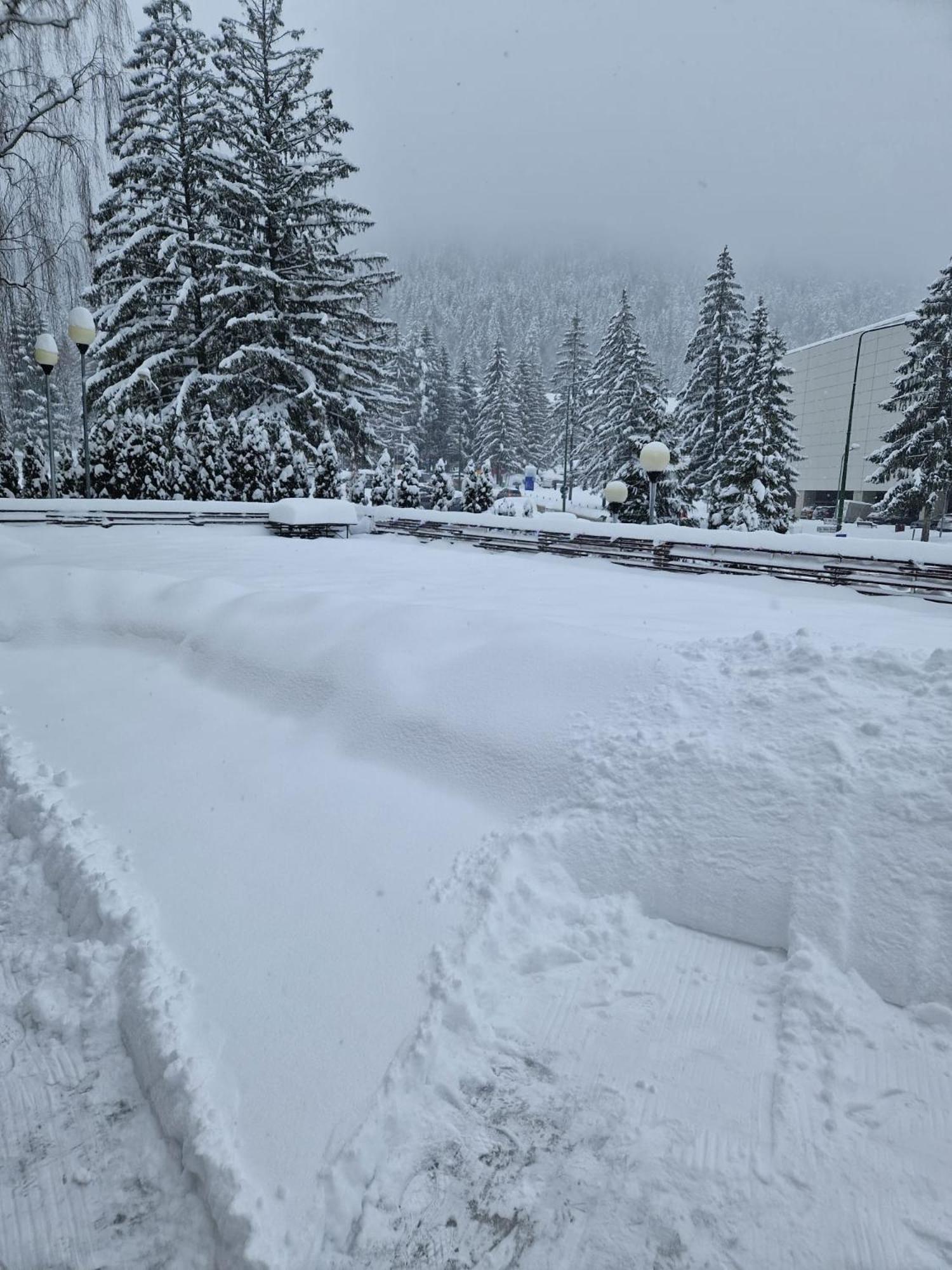 Vila Pinul Si Mesteacanul Poiana Brasov Exteriör bild